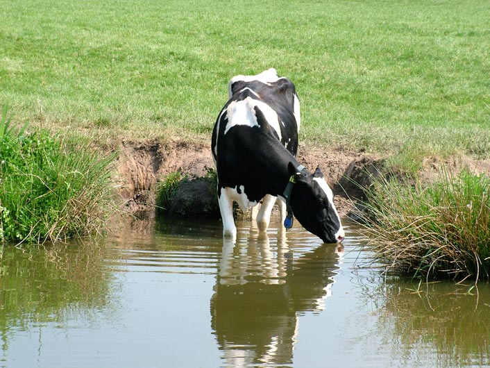 Another thirsty cow