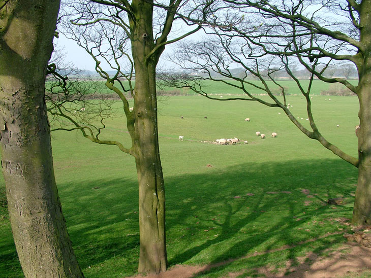 Fields and sheep
