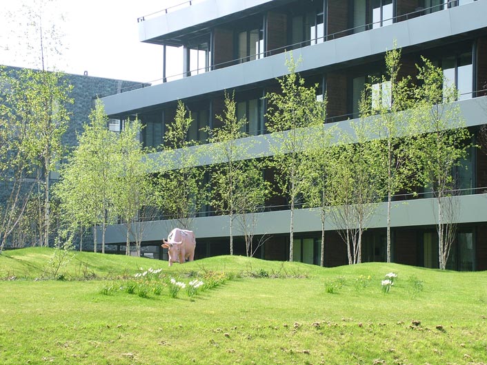 A pink cow in the garden area of the flats