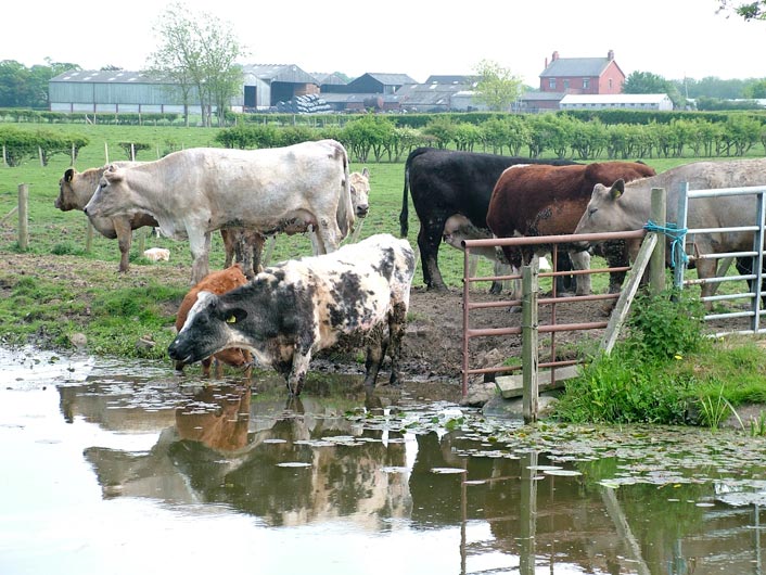 Thirsty cows