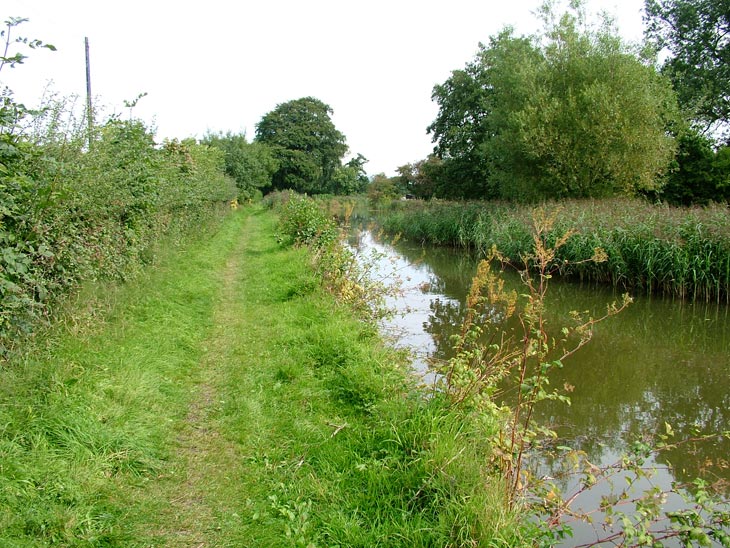 Lots of plants and an under-used towpath Lots of plants and an under-used towpath