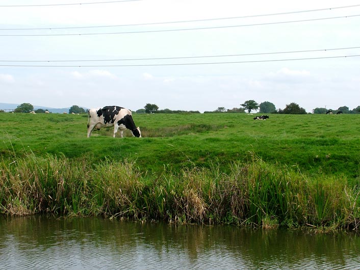 Fields and cows