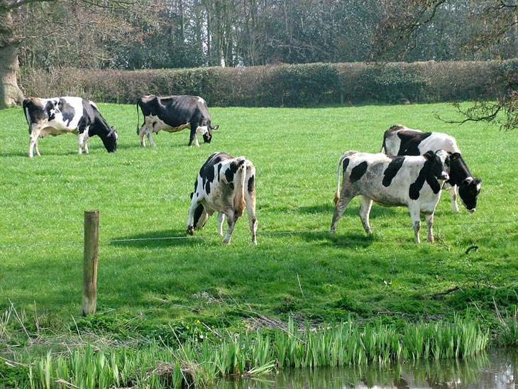 An inquisitive cow watches our progress