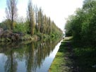 A line of poplar trees on a straight stretch