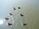 Aww, little duckies ;)