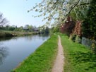 Blossom overhanging the towpath