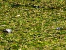 Spot the turtle! Spot the turtle!