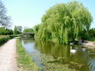 Rural again, swans, trees and sunshine