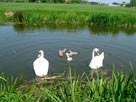 Swans and their young