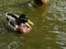Tame ducks Tame ducks