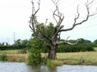 Dead tree Dead tree