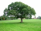 I liked this tree! I liked this tree!