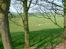 Fields and sheep Fields and sheep