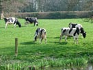 An inquisitive cow watches our progress