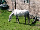 Horse Horse