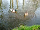 Feeding a couple of ducks