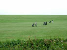 Three golfers on a course by the canal Three golfers on a course by the canal