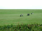 Three golfers on a course by the canal