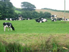 Moooo Moooo