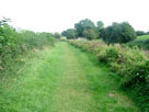 Grass towpath