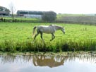 A horse (stating the obvious!) A horse (stating the obvious!)